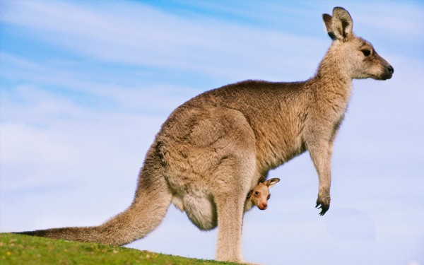 Eastern grey kangaroo mother carrying a joey in her pouch