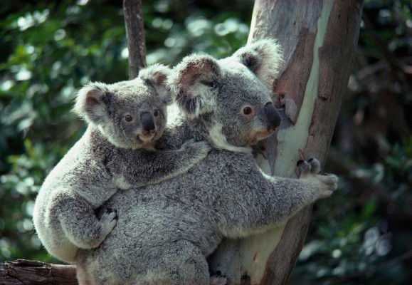 baby-koala-bear